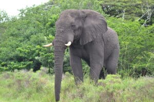 Elephant, Hluhluwe Game Reserve / animalsaroundtheglobe