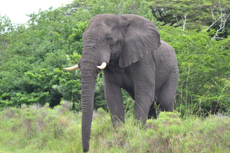 Zaakirah Kay IP elephant