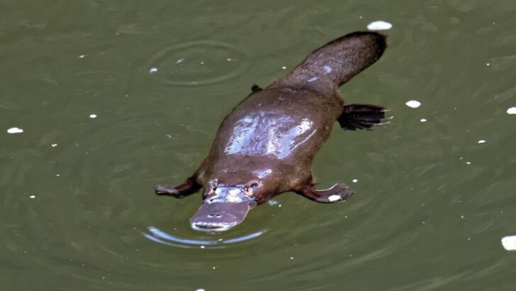 Platypuses Glow in the Dark