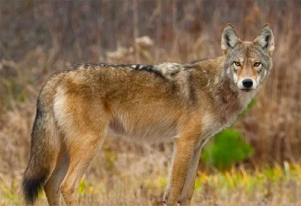 Eastern Wolf - animals in Quebec