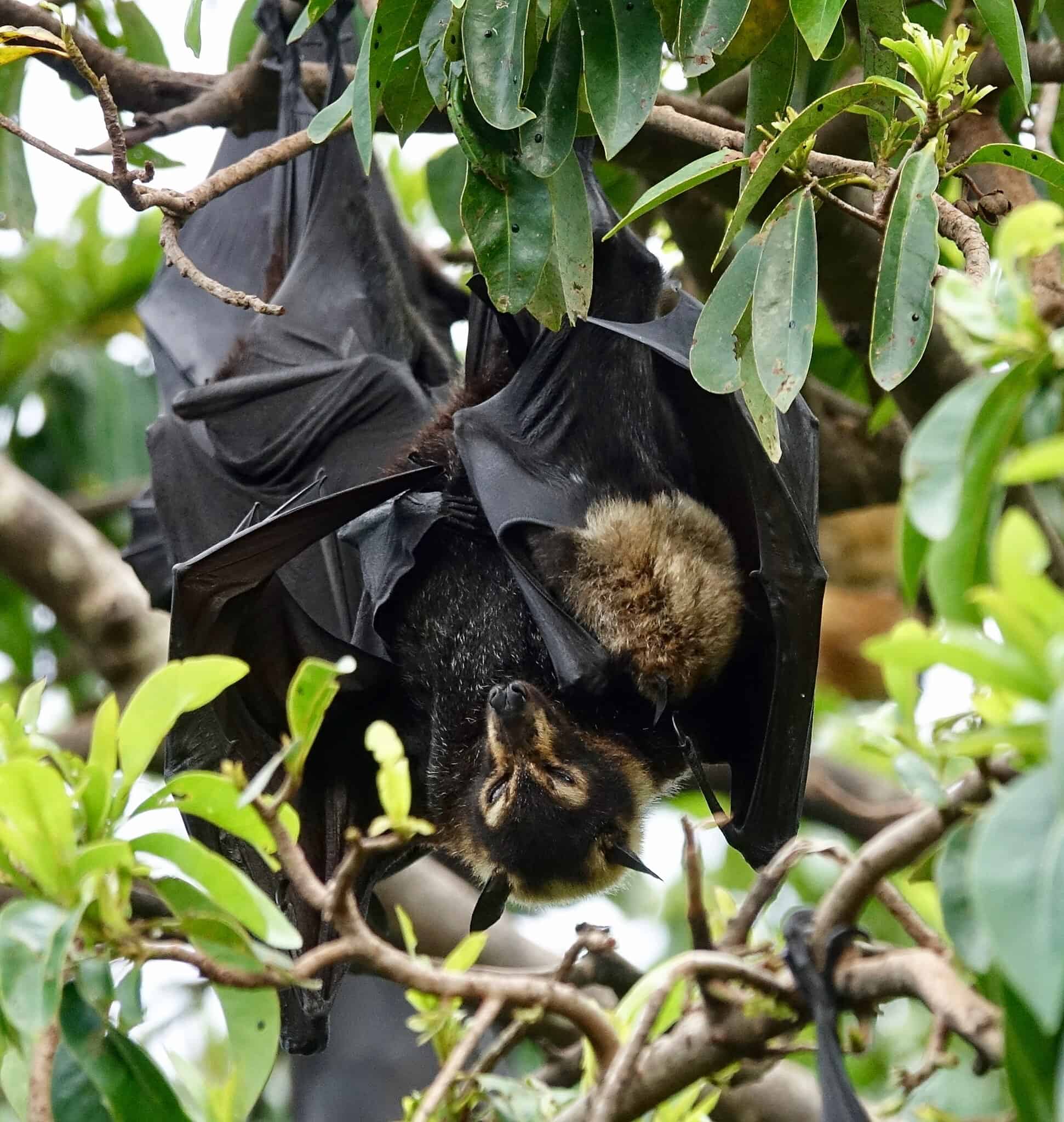 Fruit bats