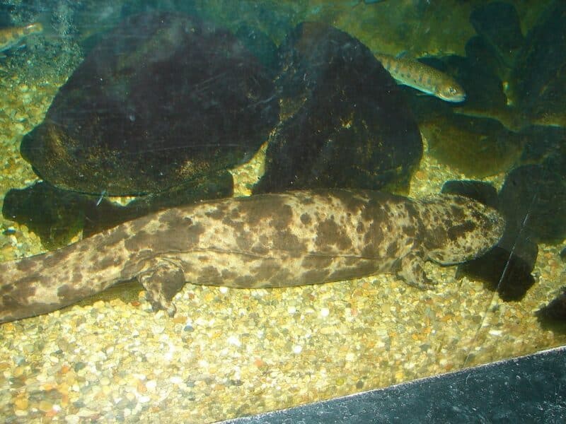 Giant salamander