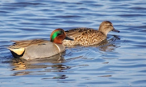 Green-winged Teal - Animals in Ontario