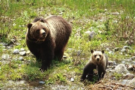 Animals and Wildlife in Alberta