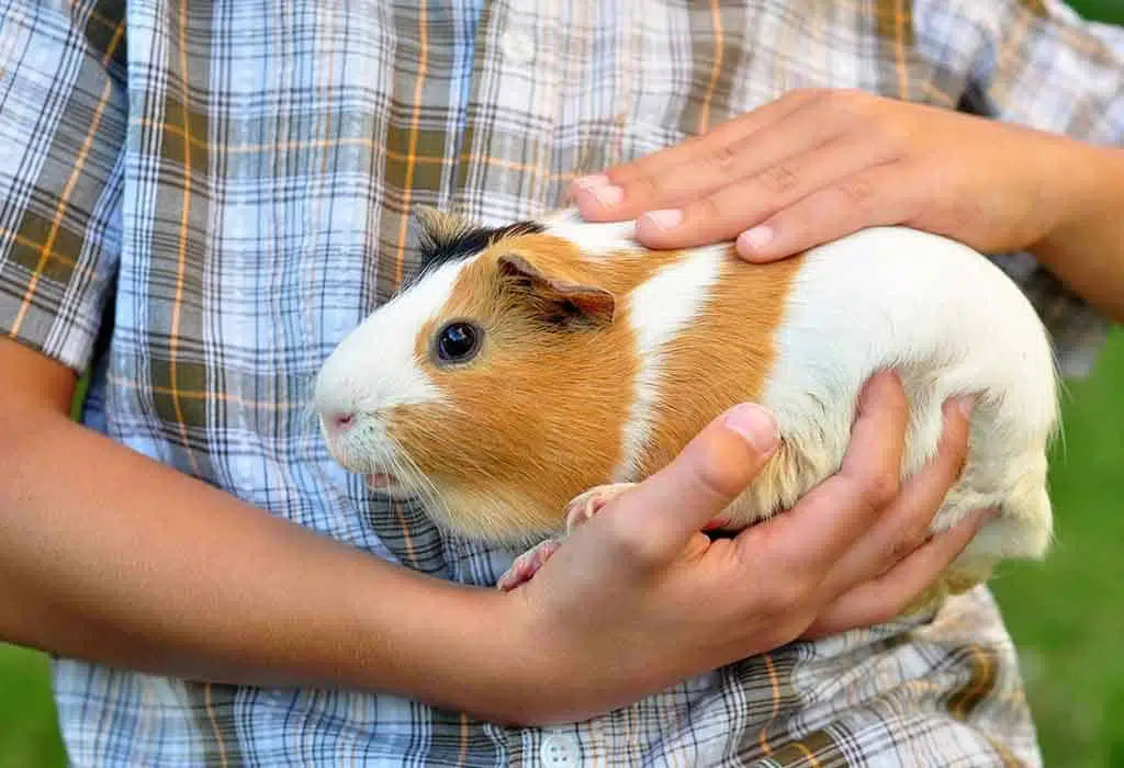 Guinea pig - top 10 friendliest animals