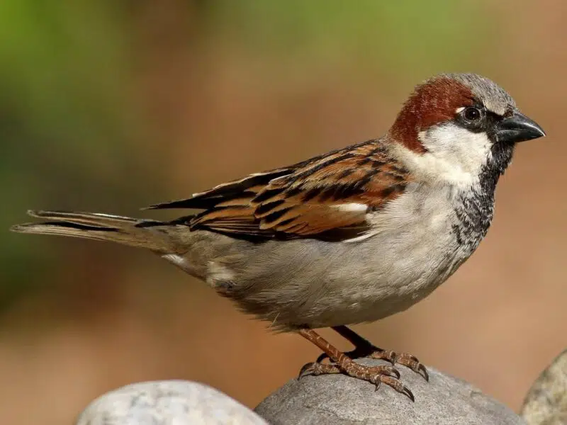 House Sparrow - Animals in Ontario