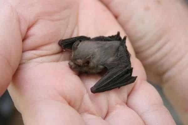 Kitti’s Hog-Nosed Bat -Top 10 smallest animals
