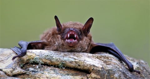 Little brown bat - Animals in Ontario