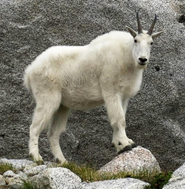 Mountain goat - animals in Alberta