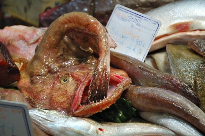 Monkfish - top 10 ugly animals