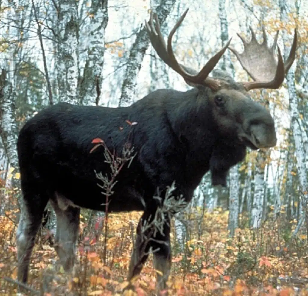 Moose - animals in Quebec