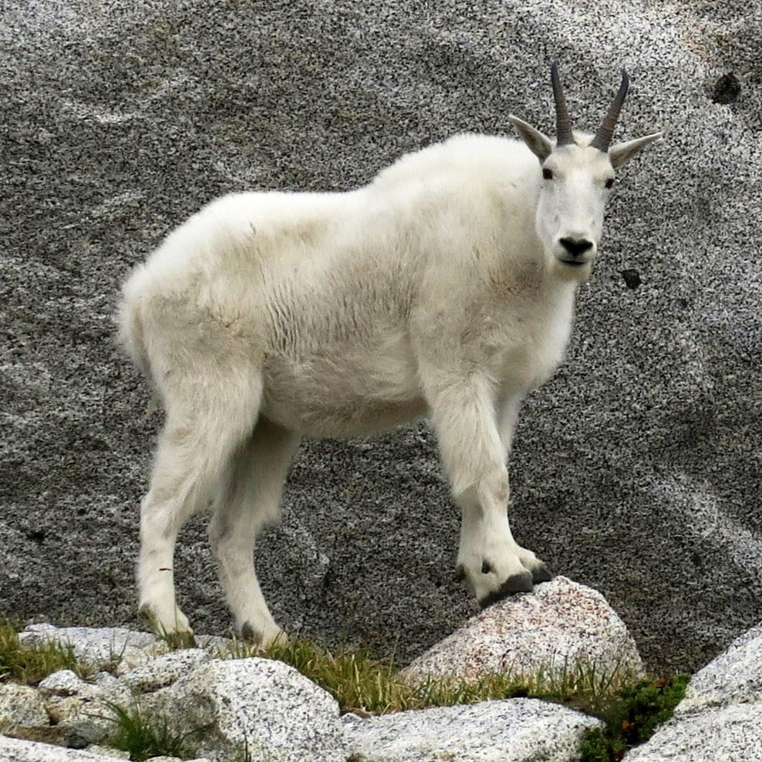 Mountain Goats - animals in South Dakota