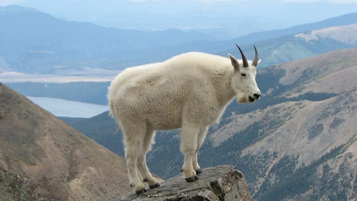 Animals and Wildlife in South Dakota