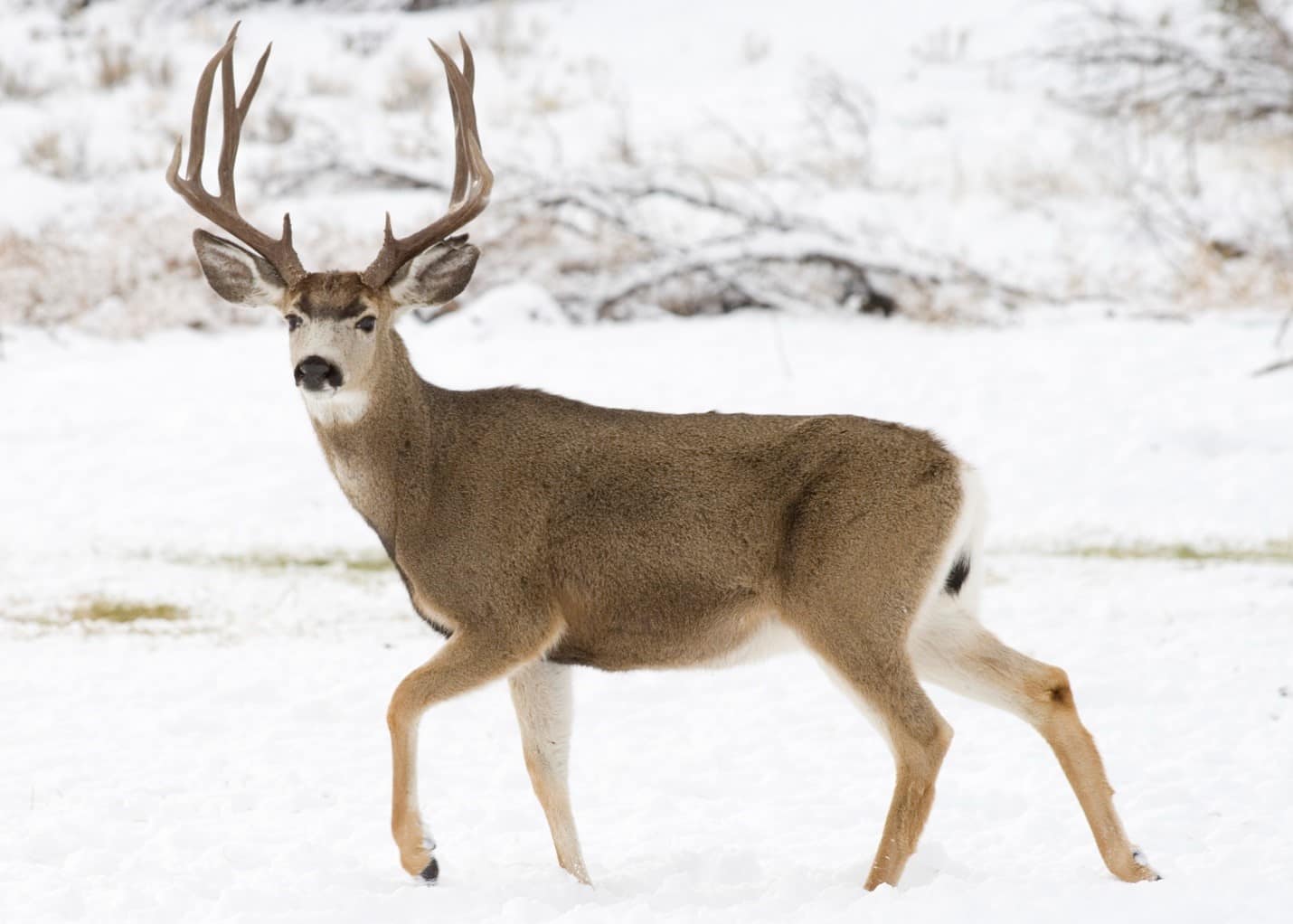 Mule Deer - animals in South Dakota