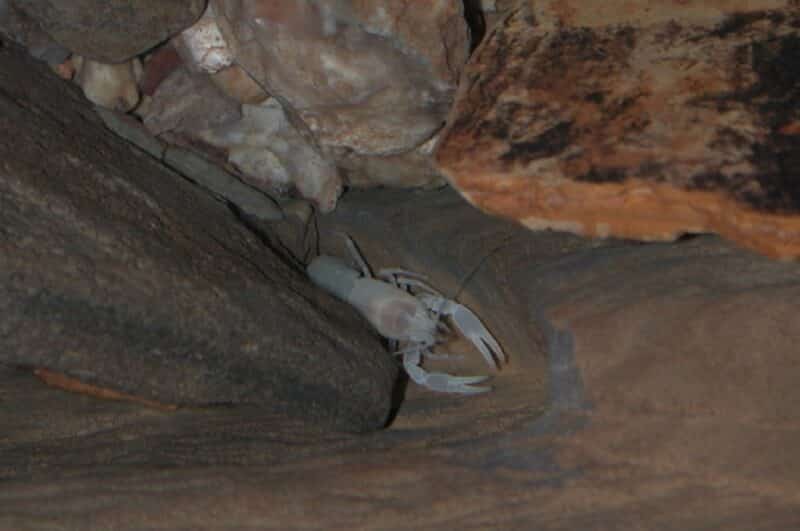 cave crayfish - top 10 cave animals
