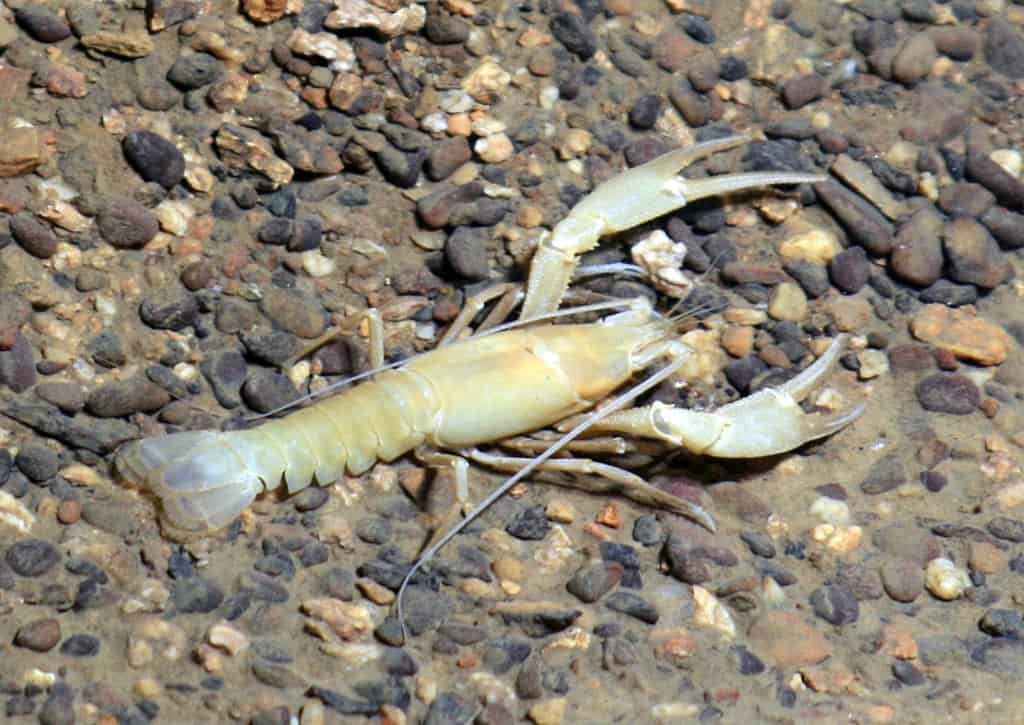 Cave crayfish