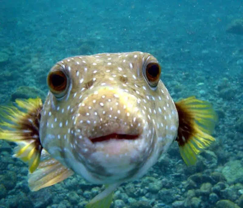 Pufferfish - top 10 ugly animals