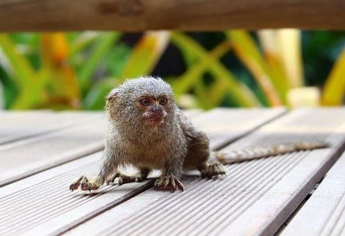 Top 10 Small Animals