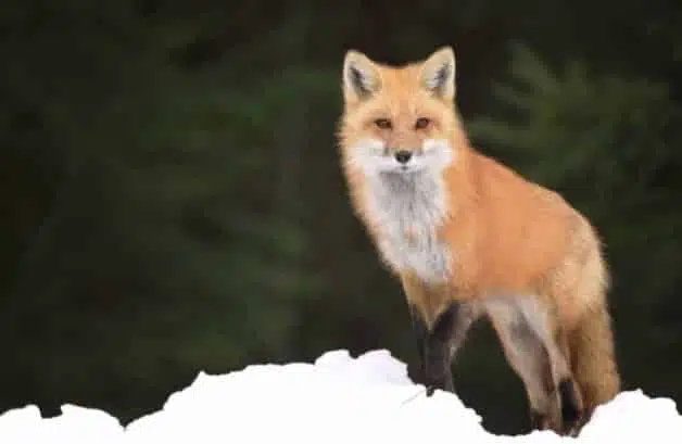 Red fox - animals in Alberta