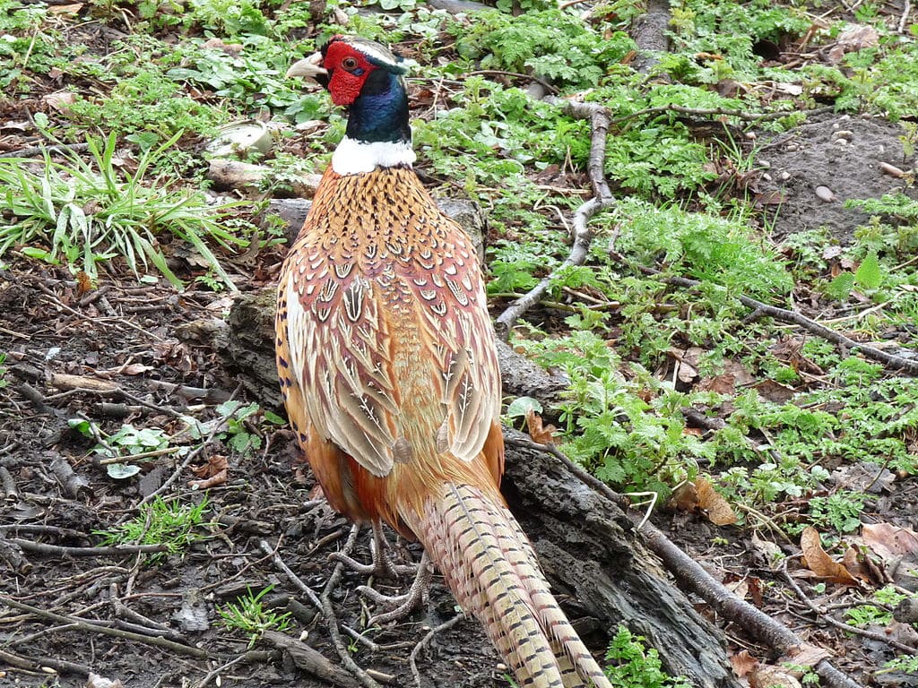 Ring-Necked Chinese Pheasant - animals in South Dakota