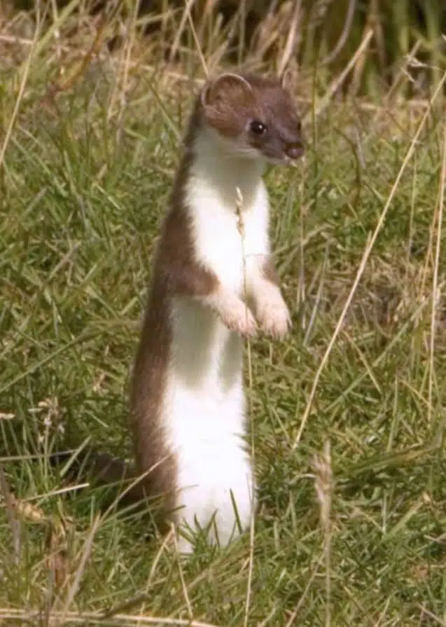 Short tailed weasel - animals in Alberta