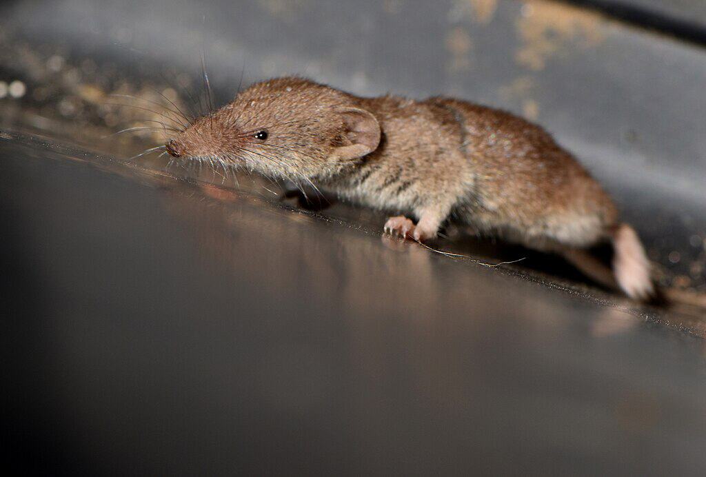 Etruscan Shrew