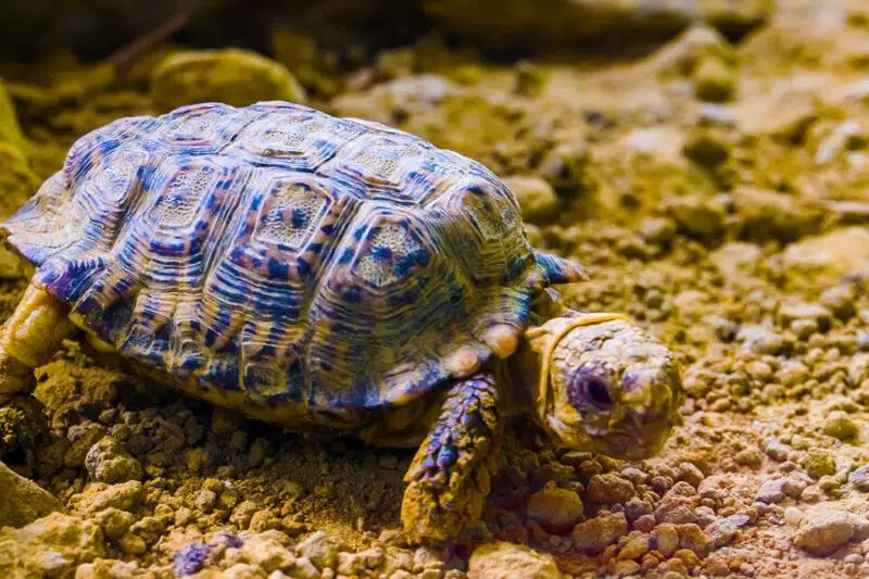 Speckled Padloper Tortoise -Top 10 smallest animals