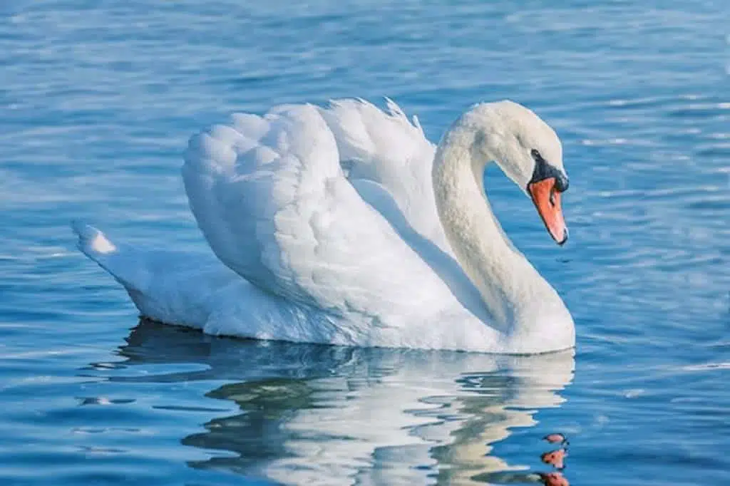 Swan - top 10 friendliest animals