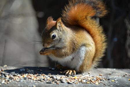 Fall Creatures You’ll Spot in Vermont and New Hampshire