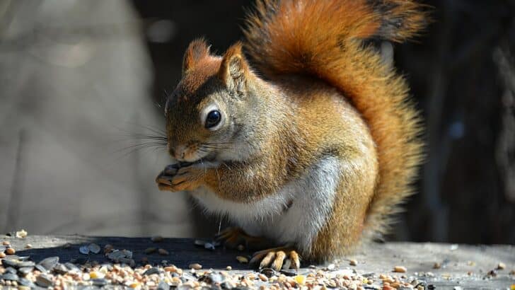 Fall Creatures You&rsquo;ll Spot in Vermont and New Hampshire
