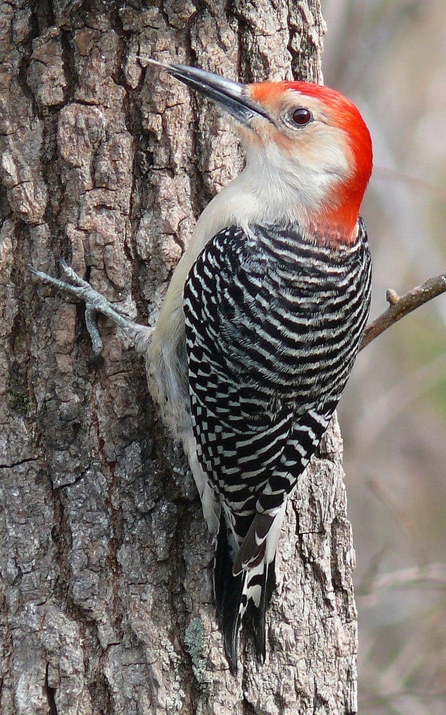 The Red-bellied Woodpecker