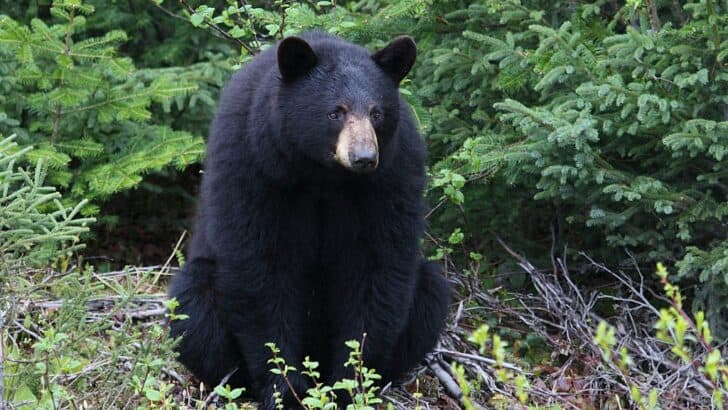 Top 10 States With The Most Black Bear