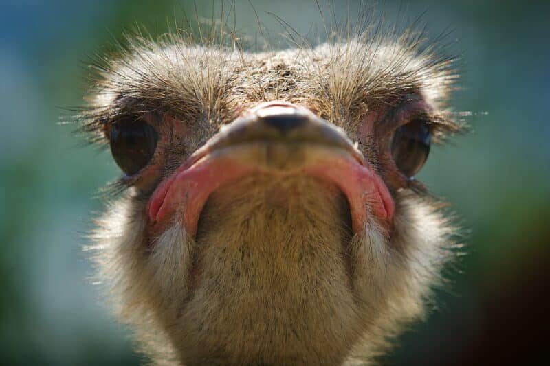 ostrich: top 10 interesting facts about animals