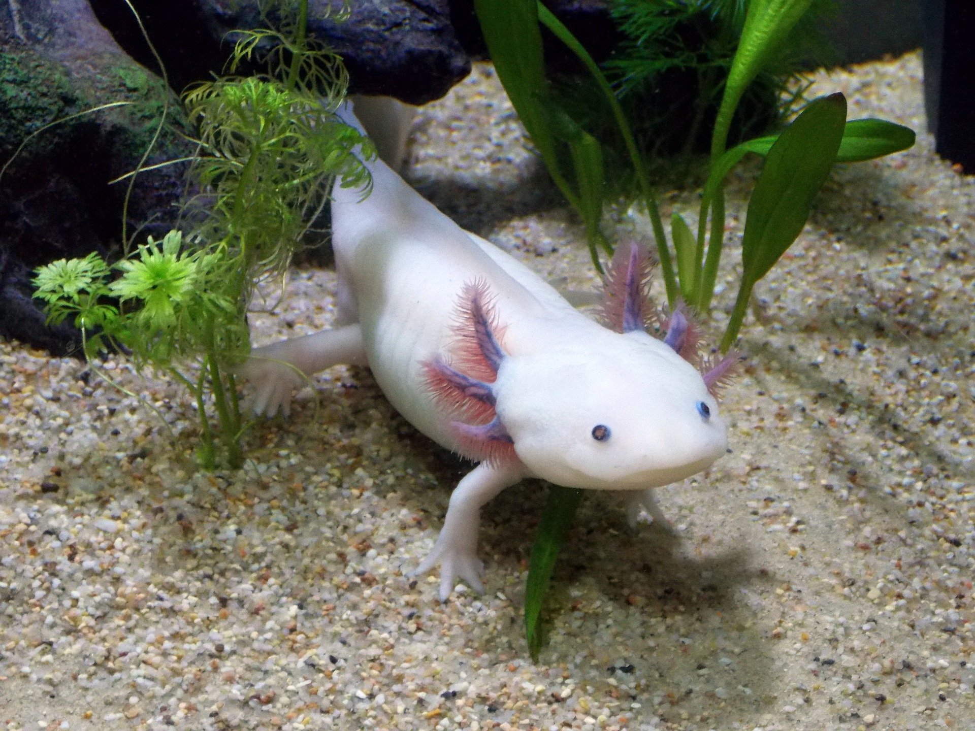 axolotl - top 10 coolest looking animals