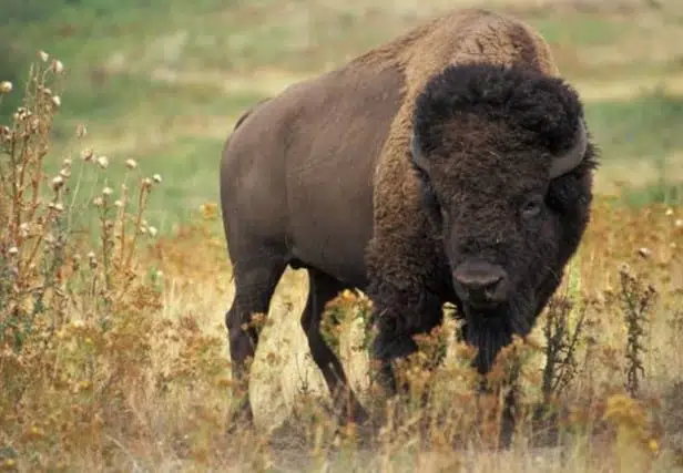 Bison - animals in Alberta