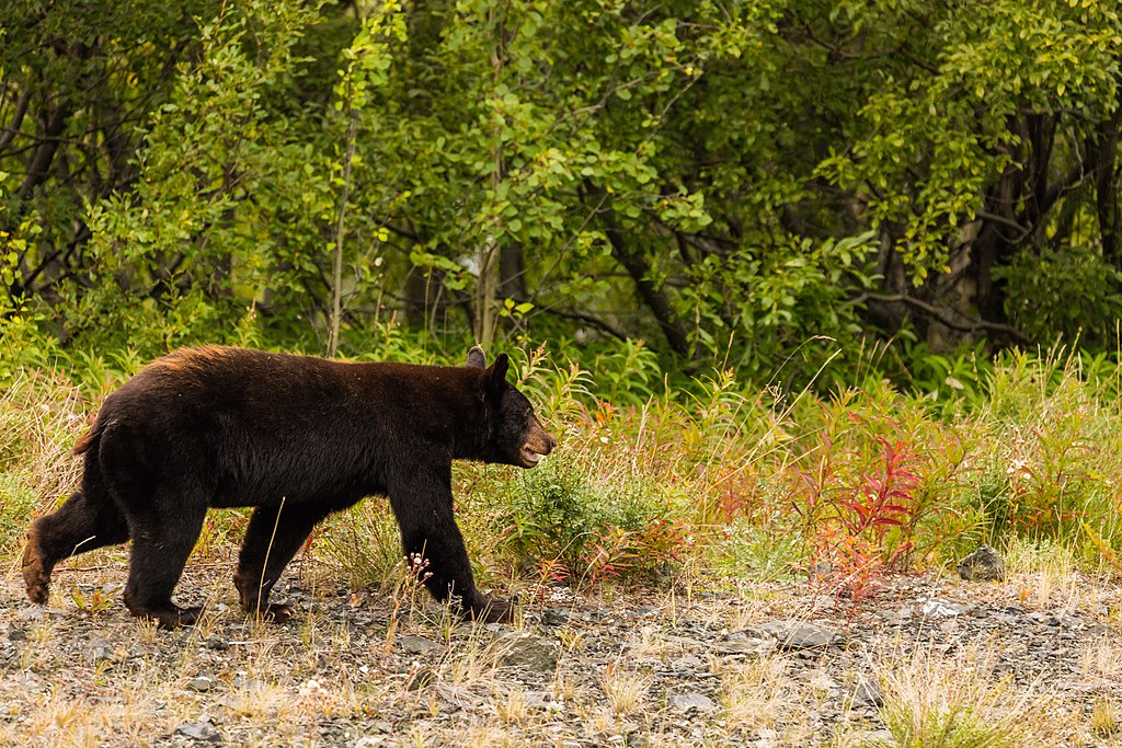 black bear - animals in Quebec