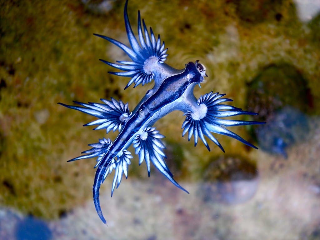 Blue dragon - top 10 coolest looking animals