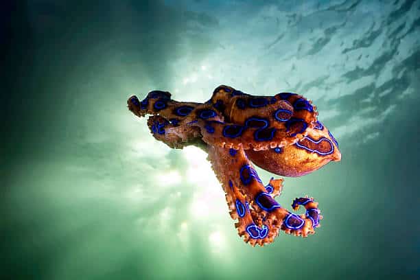Blue ringed Octopus top 10 dangerous water animals