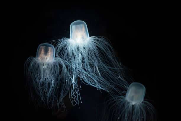box jellyfish top 10 dangerous water animals