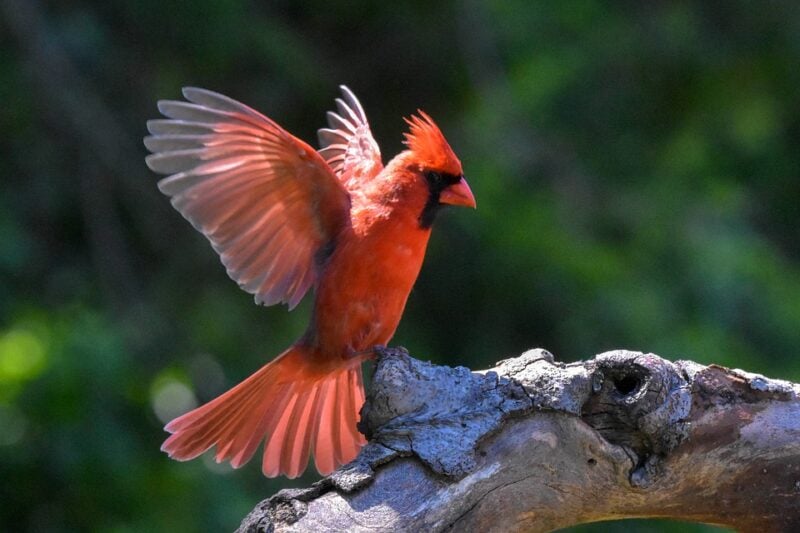 northern cardinal : animals in illinois