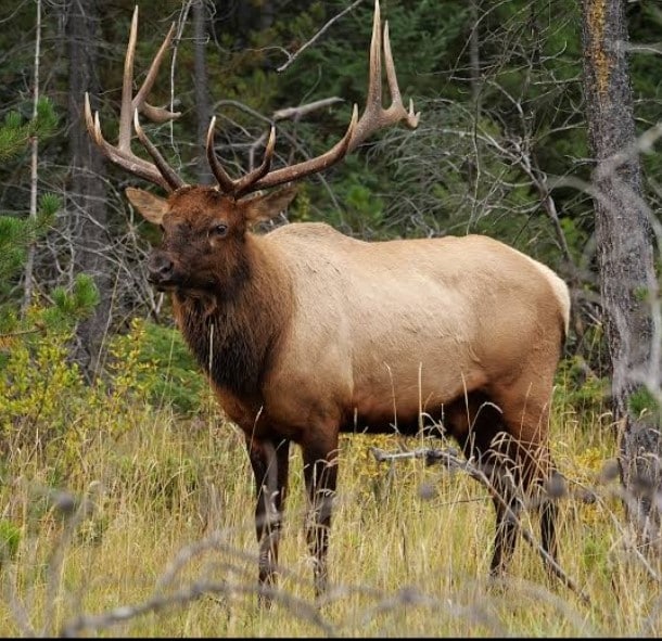 Elk animals in california