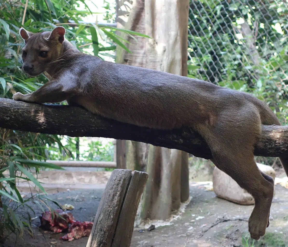 The fossa - top 10 coolest looking animals