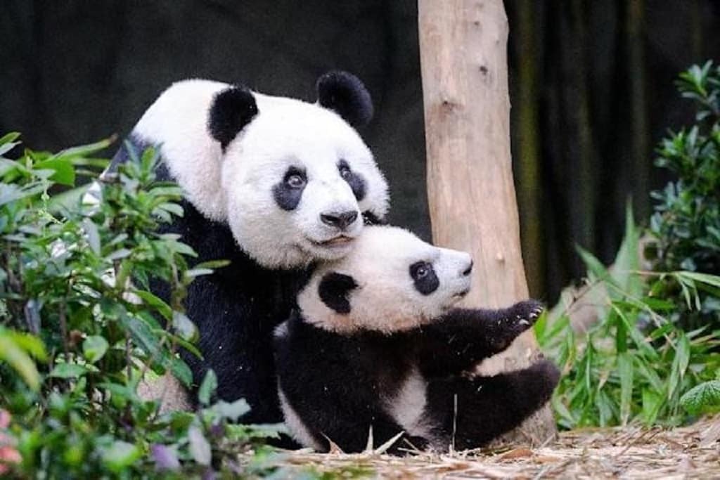 Giant Panda - top 10 friendliest animals