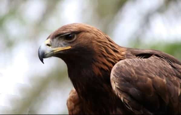 Golden eagle - animals in Alberta