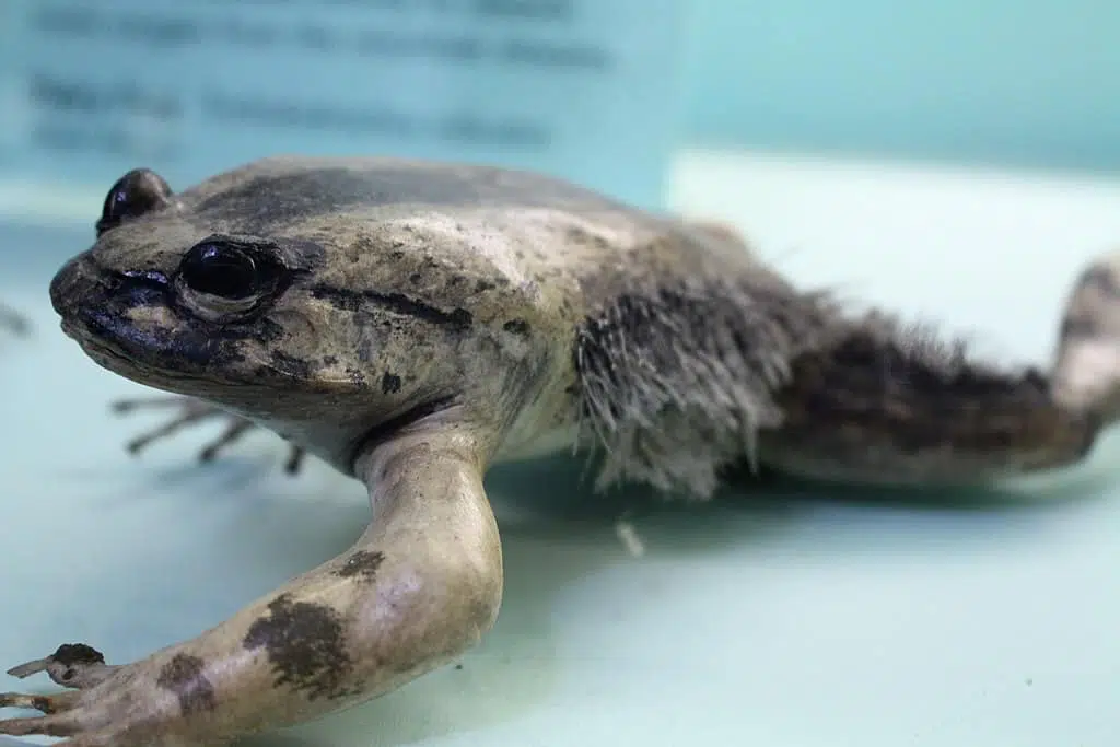 hairy frog - top 10 weirdest animals 