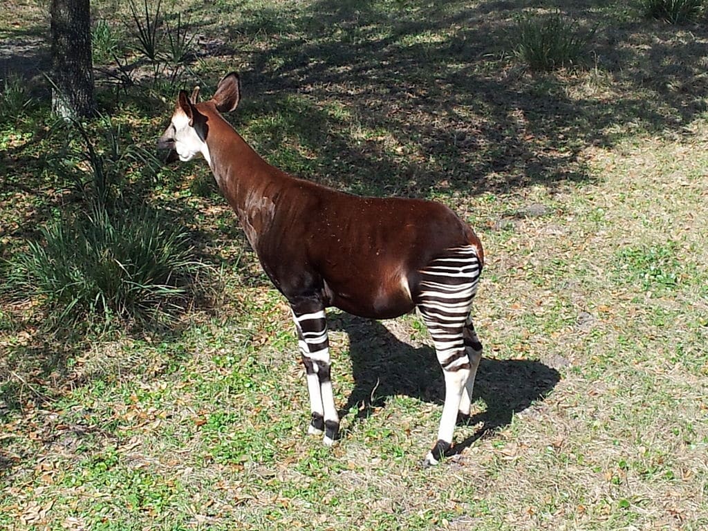 okapi - top 10 weirdest animals 