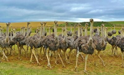 Ostriches : top 10 interesting facts about animals