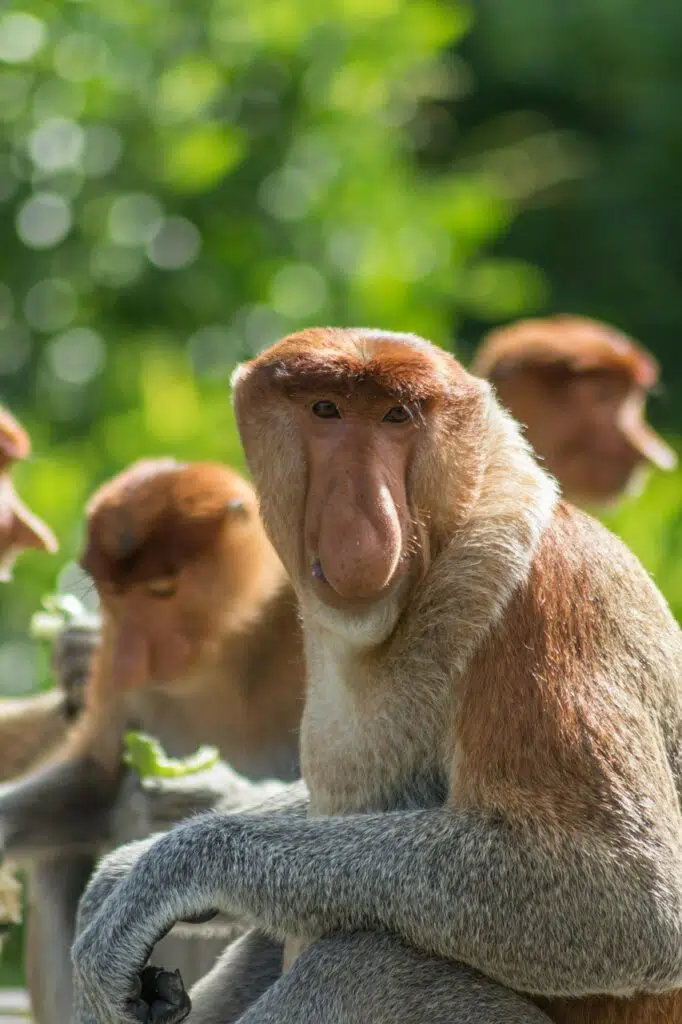 proboscis monkey - top 10 ugly animals