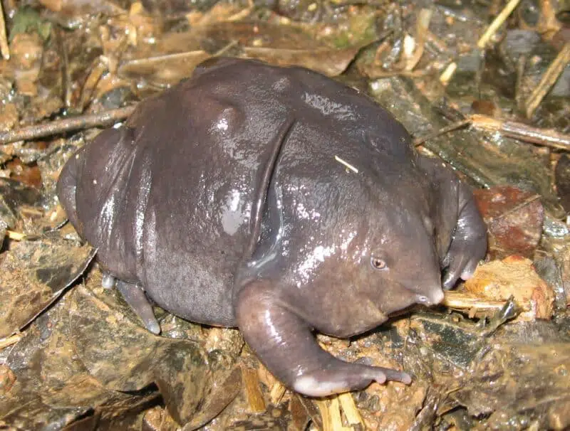 Purple frog - top 10 ugly animals