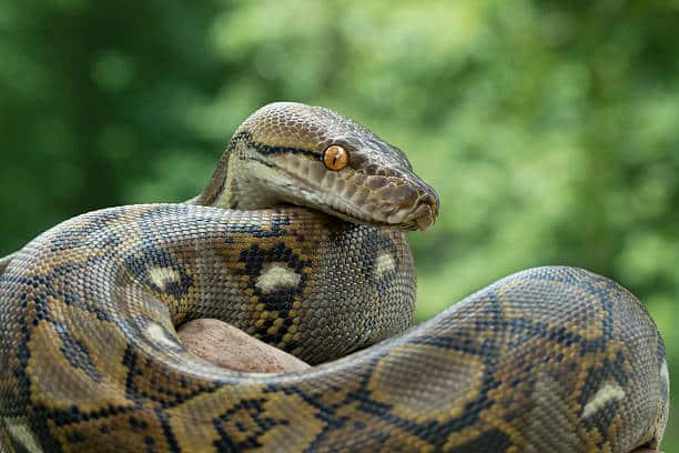 python - Deadly Australian Animals